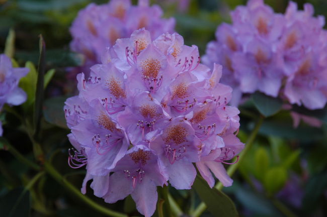 ストックホルム市庁舎近くに咲く「シャクナゲ」<br />