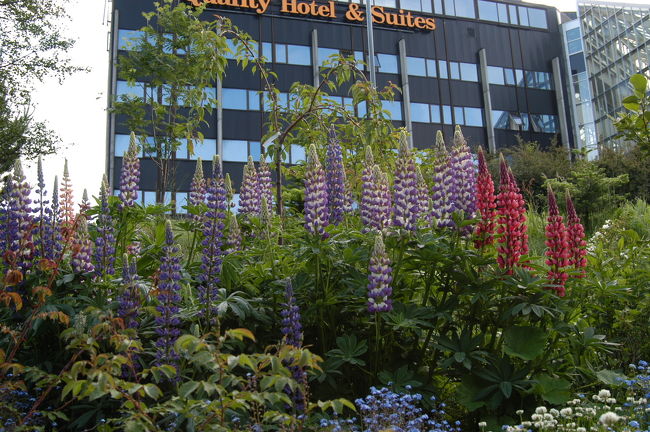 クォリティホテル前の「ルピナス」<br />