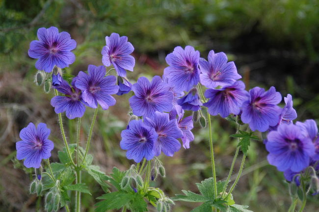 「おおいぬのふぐり」。ホテル前にて<br />