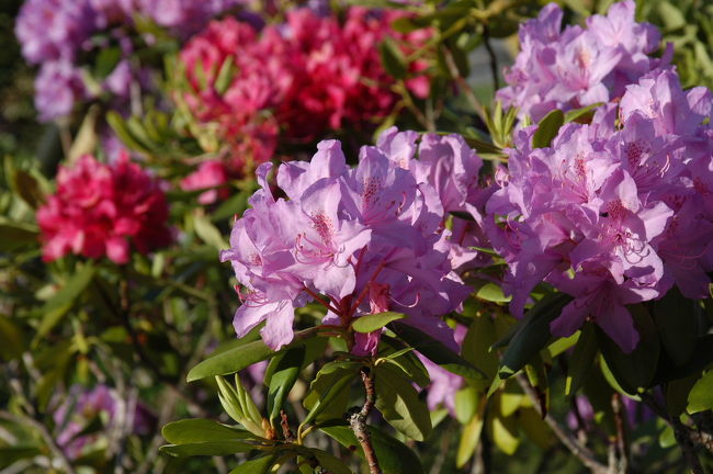 「シャクナゲ」。ホテル前にて