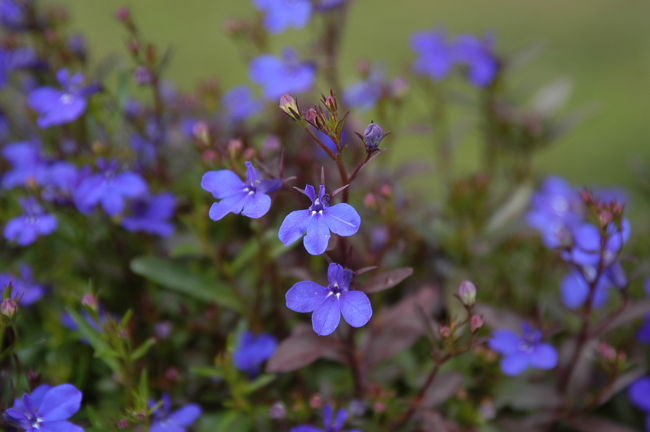 ヴィンストラのホテルの庭にて<br />