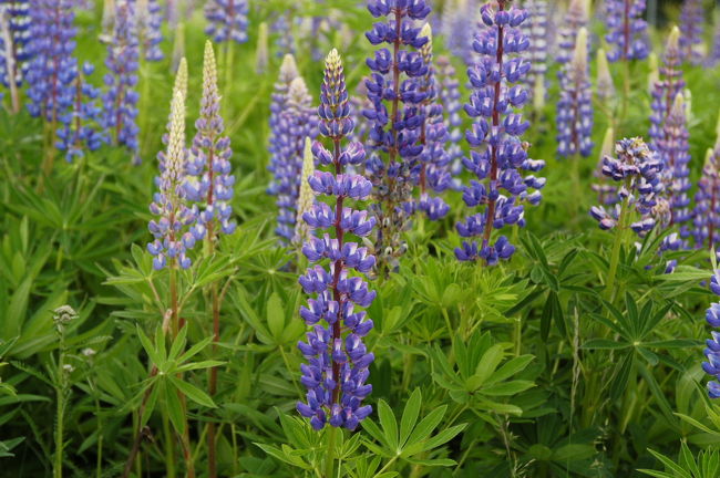 オスロ手前の道路沿いに咲く「ルピナス」。この辺りは紫色のルピナスが多い<br />