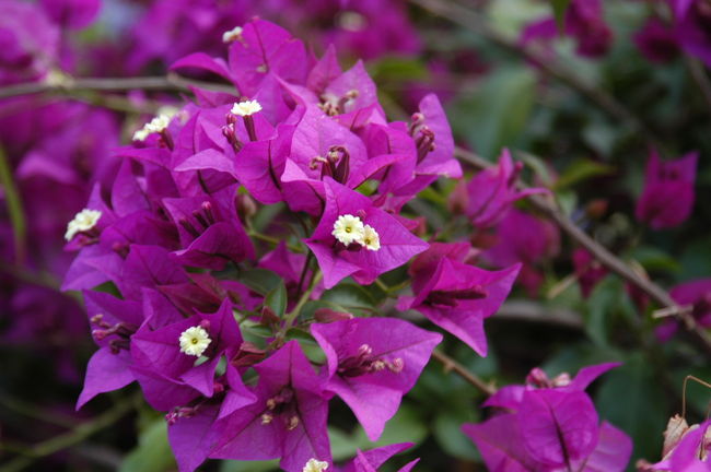 「チボリ公園」にて<br />