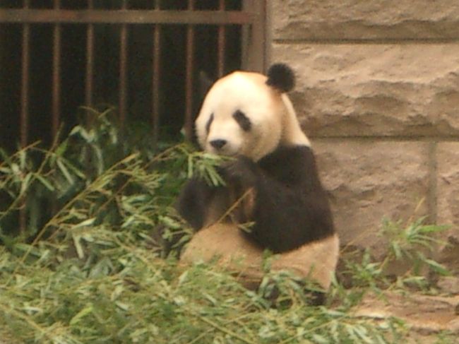 どこまで行く 中国へ 学名はアイルロポダ メラノレウカ 北京 中国 の旅行記 ブログ By きっちーさん フォートラベル
