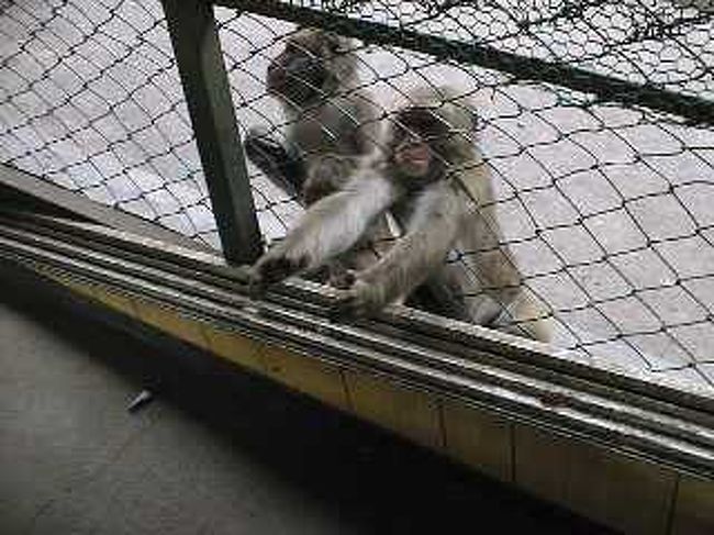 満腹になったところで最後の目的地、河口湖野猿公園へ。
