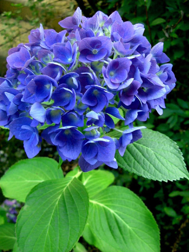 6月の庭の花 Up Date版 ボルドー フランス の旅行記 ブログ By Yukibxさん フォートラベル