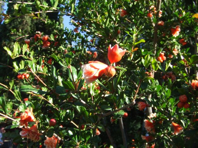「グラナダ」とは「ざくろ」のこと。花が満開でした。
