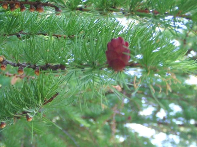 松の花。成長して「松ぼっくり」になります。<br />