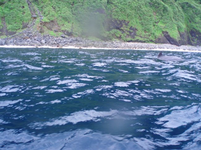 ボートに乗り込み、島を一周する感じでイルカを探しに。１０分後、船長さん”いるよぉ”。　おぉ！背びれが見えるよ。興奮気味に早速海へダイブ　=3=3