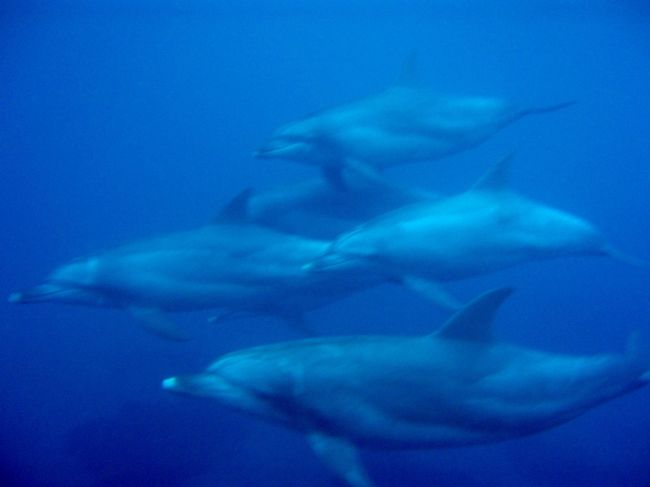 潜った瞬間に、イルカの群れが目の前を横切る。で、でかい。