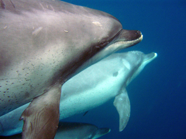 写真で見ても可愛いが、間近に見るとさらに可愛い。遊んでくれる時もあるし、シカトされる時もあり＞＜。