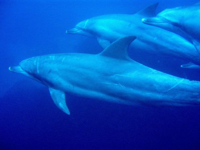 しかし、なかなかうまく撮れない。。。<br />ボートに這い上がり、すぐにドボ〜ンとダイブ。繰り返すこと１０回以上。<br />昼寝も挟み午前午後と、終わる頃にはくたくたに。