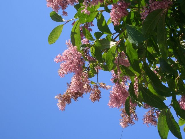 ライラック･･･もう終わりかけですね。<br />でも空があんまりキレイなので。。