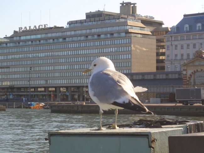 映画で観た通りぷくぷくカモメちゃん。