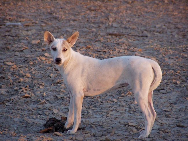　ここの犬たちはだいたいこんな感じ。すっきりした体形で、腹が巻き上がっている。力はなさそうだが、走るのは速そうだ。こいつが遠吠えで仲間を呼び、みんなで僕を取り囲もうとしやがった。持っていた石をぶつけ、近くにいた少年もパチンコで加勢してくれて追い払った。