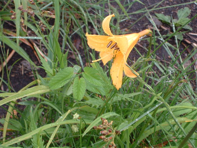 シーズンが少し早かったのか（某ガイドには7月上旬からシーズンと書いてありましたが･･･）、それとも今年の天候のせいなのか、ニッコウキスゲの花も沿道・山にも少ししか咲いていませんでした。<br />ちょうど車山の駐車場の横の水辺にて3.4個咲いていた為、写真に収めました。