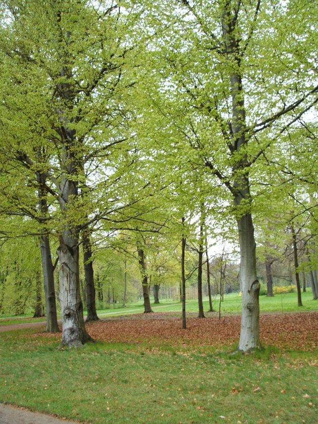 歩いていて気持ちのいいサンスーシ公園の中。