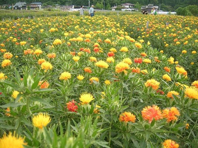 べにばな おもひでぽろぽろ の高瀬地区 山形市 山形県 の旅行記 ブログ By むんさん フォートラベル