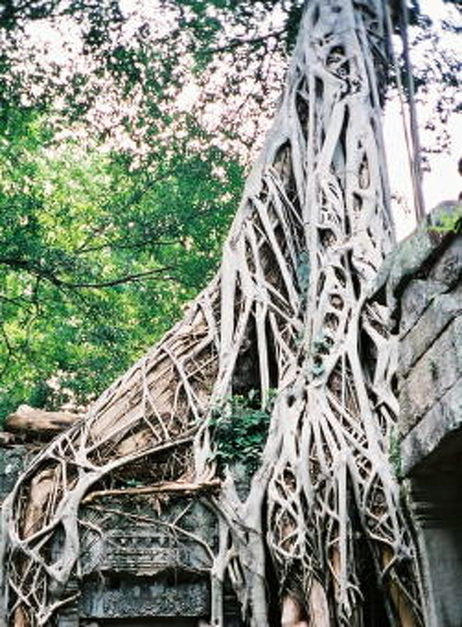 タプロムのガシュマル（溶樹）