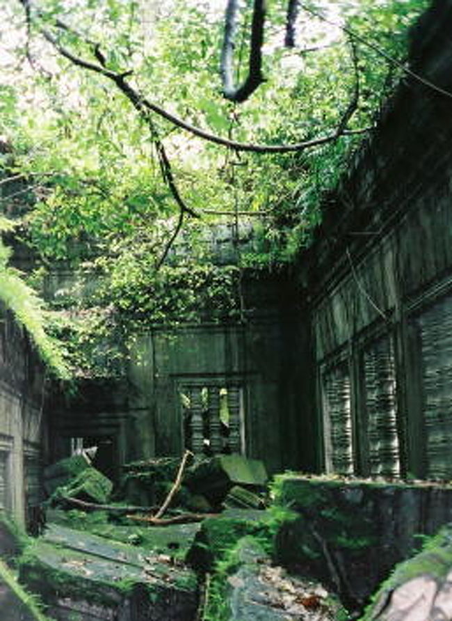 苔むしたベンメリア