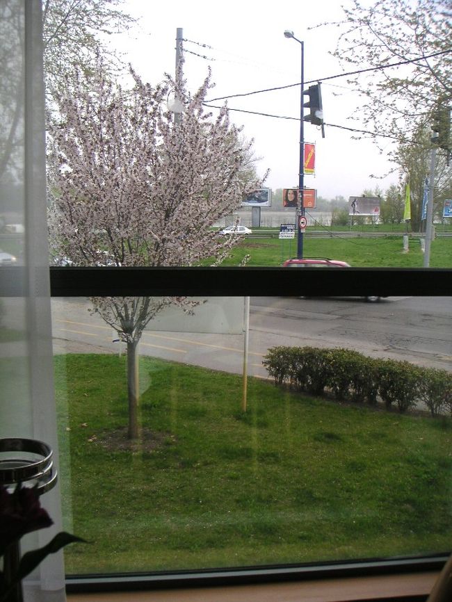 バスで通り過ぎる村の家々の庭には必ずといっていいほど果樹の木があり、この季節どれもが素晴らしい花を咲かせていました。ホテルの脇にも一本。どんな実が生るのでしょうか。