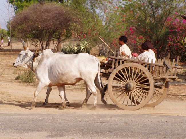 　牛車。ちょっと郊外に行けば、あたりまえのようにごとごとと道を行く光景に出会う。