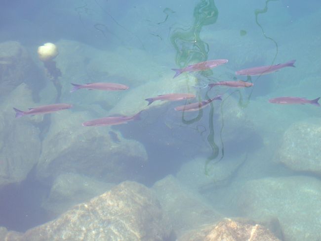 水はすんでいて魚が沢山泳いでいました。