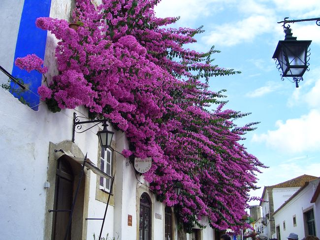 白い壁にマッチした満開ブーゲンビリア。