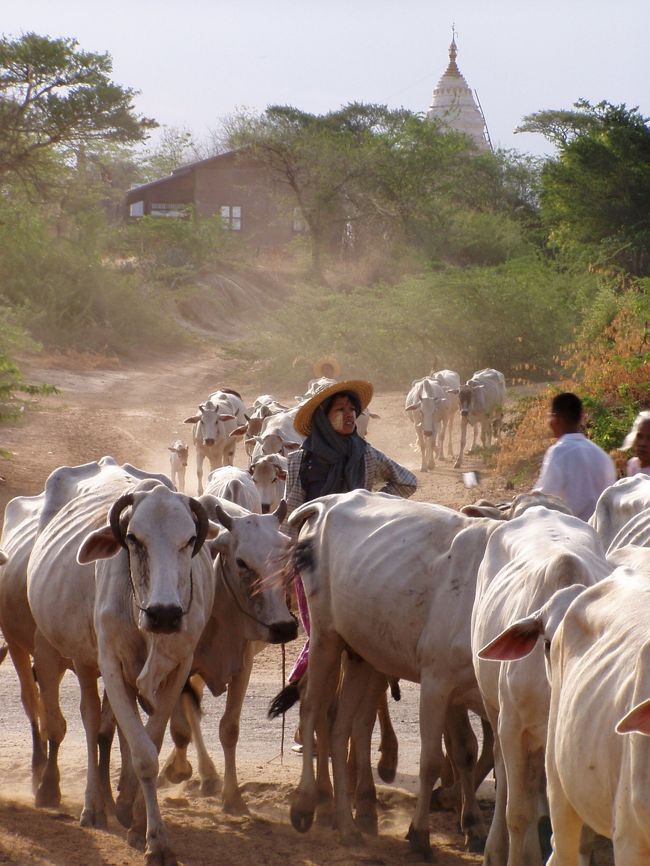 　牛追いは女性だった。こんなカンカン照りだとタナカも麦藁帽も効果なしか。
