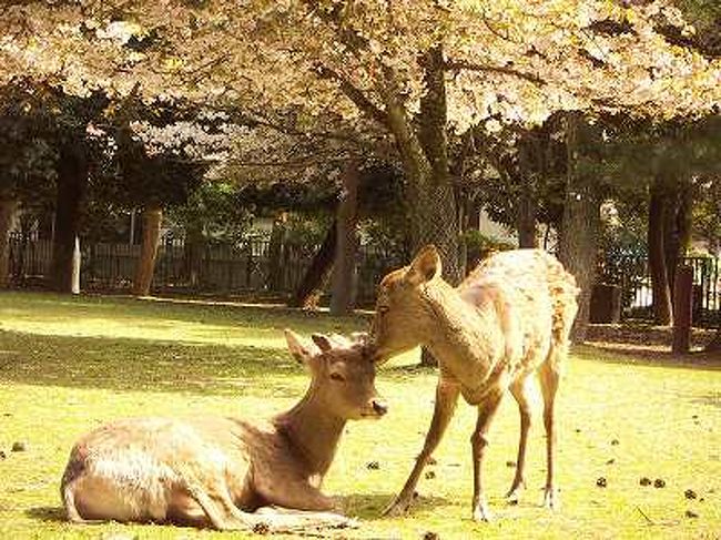 奈良県 奈良公園 鹿ちゃんとお花見 奈良市 奈良県 の旅行記 ブログ By コッピー さん フォートラベル