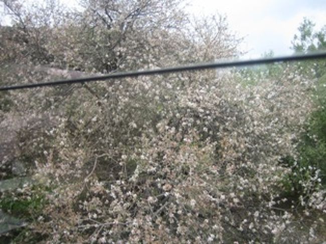 道端に咲く、アーモンドの花<br /><br />花は白か極薄いピンク。日本の梅花と桜花をミックスした様でお花見には最適です。