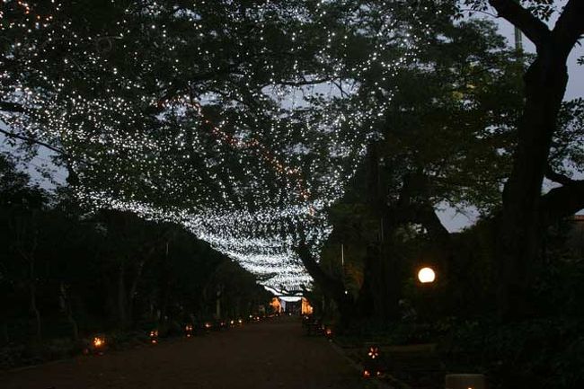 １９時少し前、やっと周囲が暗くなってきました。<br />２００メートルの桜並木のイルミネーションが天の川に見えました。
