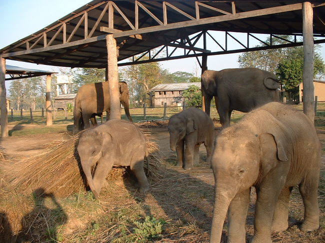 ゾウのブリーディング・センター<br />ここで沢山のゾウを飼育しています<br />ここへはソウラハ村から自転車で簡単に来る事ができます