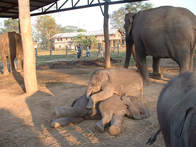 ブリーディング・センターにて<br />ゾウが遊んでいる