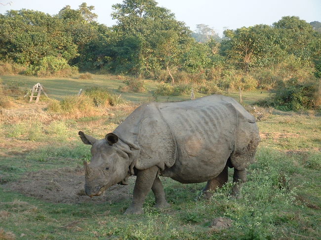 サイもいました