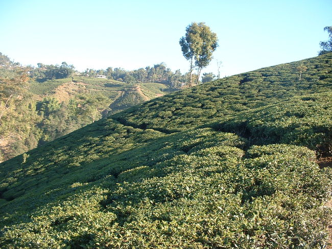 イラム1<br />お茶畑が広がっています