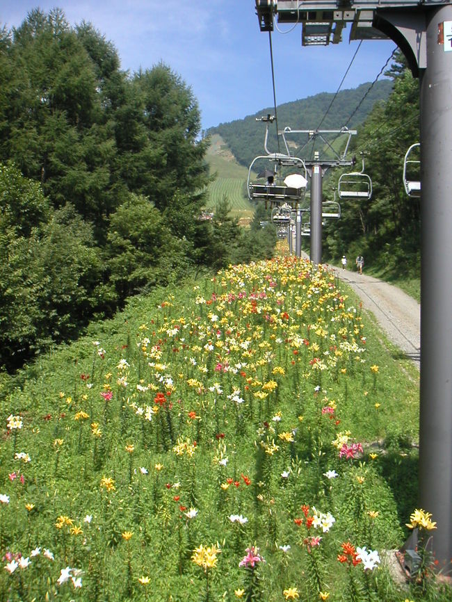 第３クワッドリフトが運行されています。リフトは4人乗りですが、特に詰め込んだりはせず、グループ毎に乗る感じでした。リフト下にはいろんな色のユリがランダムに植えられています。このリフトは結構のろいです。<br />ユリを楽しめるようゆっくり運転しているのかも（？）しれません。レストラン「オクタ」側の降車口に到着まで、約10分くらいのようです。<br /><br />写真に右の道を下ってきている人が丁度写っていますが、順路通りに歩いてくるとここは通りません。