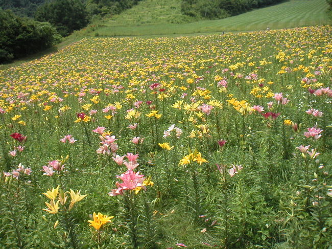 案内板後ろのゆり畑です。<br />リフトを降りてすぐ右側（上側）になります。<br />ここは黄色とピンクが多い感じです。<br />