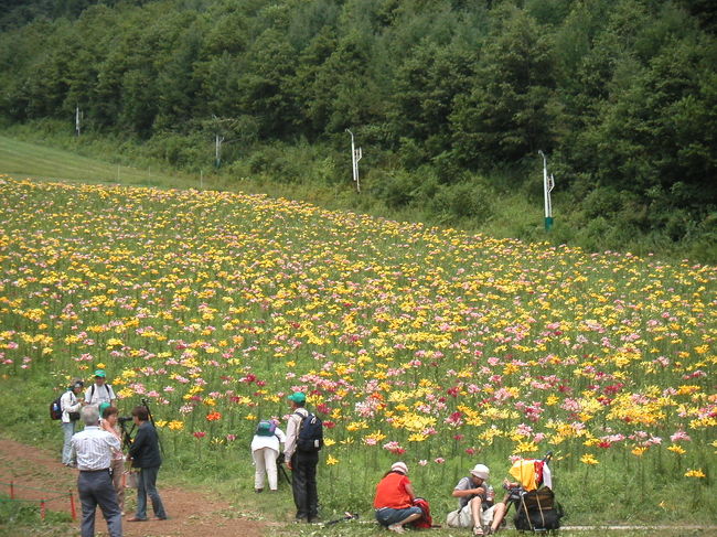 同じく、リフトを降りて直ぐ右側（上側）のゆり畑です。レストラン「オクタ」の方から撮影しました。<br /><br />本格カメラを抱えた写真家さん達も一杯です。写真コンテストがあるようで、それに応募するのかな？！