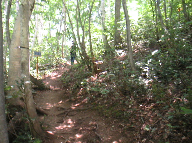 階段を登って林のなかに入ると直ぐ、道が二股に分かれているところがあります。真ん中に順路と書かれた看板が立っていて、順路は右の道を指しています。順路通り進むとヤナギラン群生地斜面の上側に出ます。なので道は、登り坂です。左の道に進むと、群生地斜面下側にでます。周遊道になっているので、道はつながっています。<br /><br />私たちは順路にそって上側にいきました。お散歩程度レベルの私でも問題なく登れます。でもちょっと気合をいれました。入口で借りてきた傘が杖代わりに大活躍しました(^^)v<br />林なので、木陰で涼しく、プチ森林浴を楽しめます。気持ちよかったです。