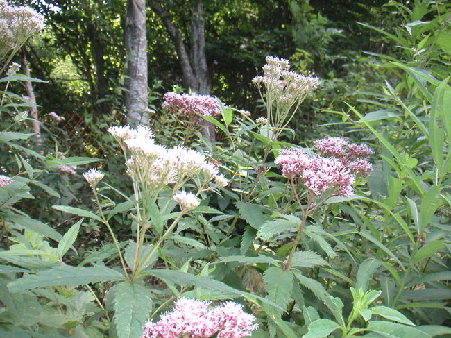 これもヤナギラン群生地にさいていた花（？）です。<br />なんだろ？？？