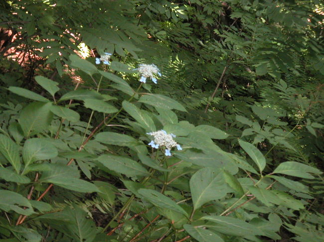 ゆり園に帰る林の中でアジサイも見かけました。<br />もう8月だというのに、やっぱりスキー場だけあって、涼しいんでしょうね。<br />実際、この日も太陽の日差しは強かったですが、耐えられる暑さではありました。<br />