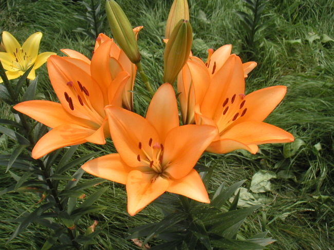 いろんな色のユリがありました。<br />色っぽい感じの色合いです。ほんのりオレンジって感じかな。<br />