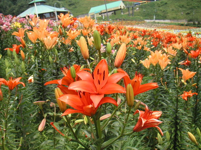 こちらは、もうちょっとオレンジが濃い感じです。