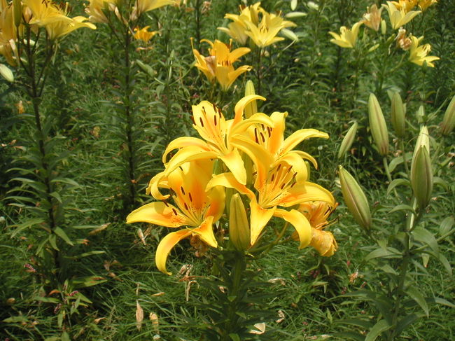 斑がかわいいです。なんかユリが頬を赤らめているようなイメージです。