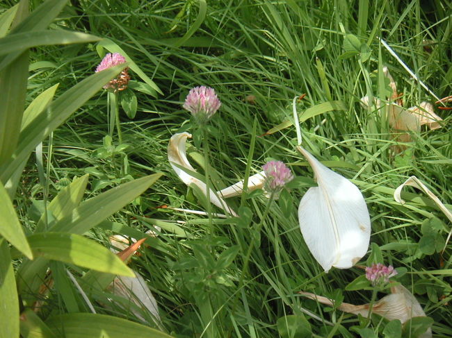 レンゲ？と聞いたら、違うと母はいいます。<br />これはなんでしょう？？？<br />