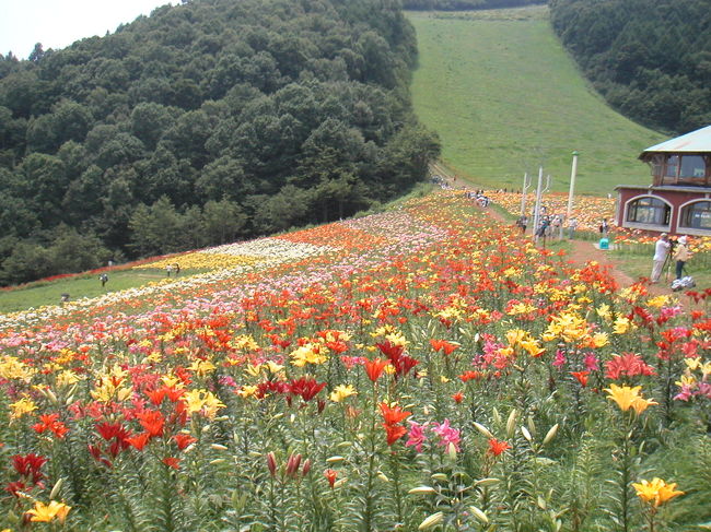 リフト側からレストラン「オクタ」方向を撮影しました。<br />この辺りは、とても彩りが鮮やかです。