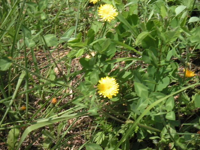 同じく遊歩道沿いにあったお花です。<br />これって、西洋たんぽぽ？？？