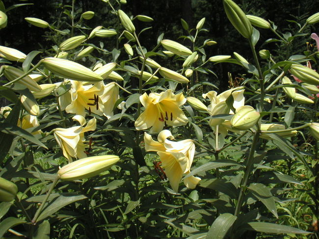 上品な色のユリです。<br />名前はわすれちゃいました。<br />すいませんm(__)m