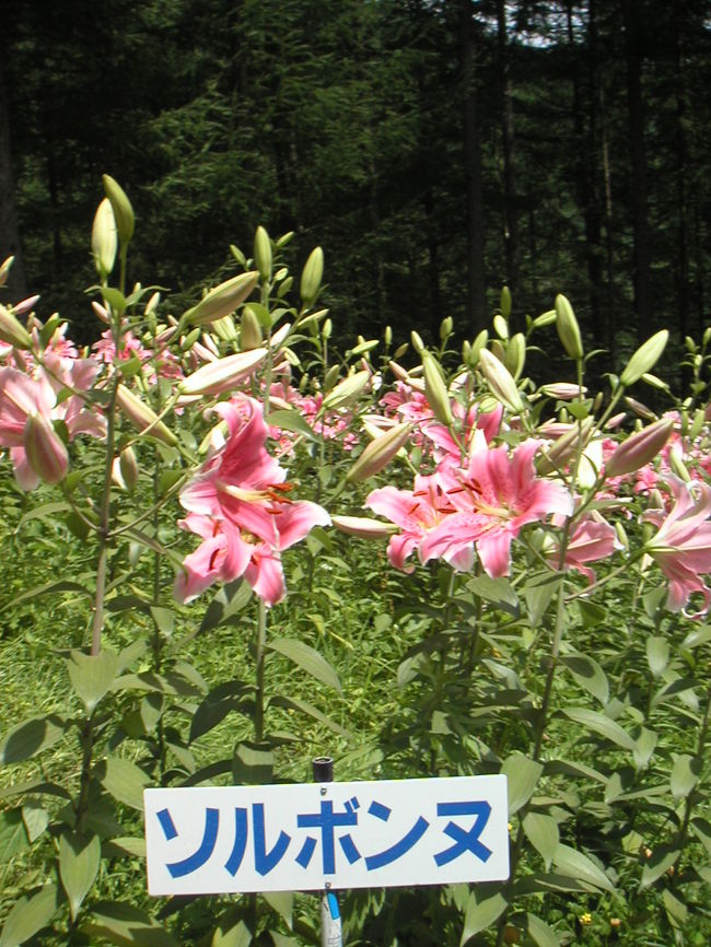 「ソルボンヌ」という品種です。<br />華やかな雰囲気のユリです。